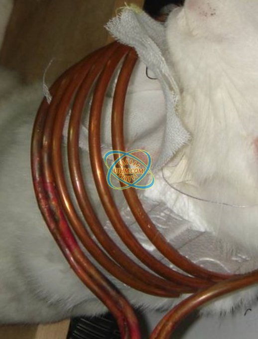 肿瘤电磁感应治疗技术发展现状与展望